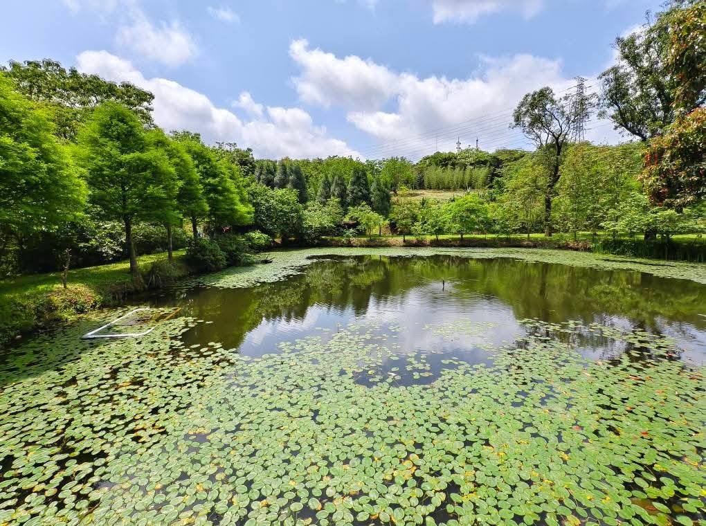 甘家堡｜桃園龍潭油桐花推薦，池潭草坪老樹可以近距離欣賞 @愛伯特