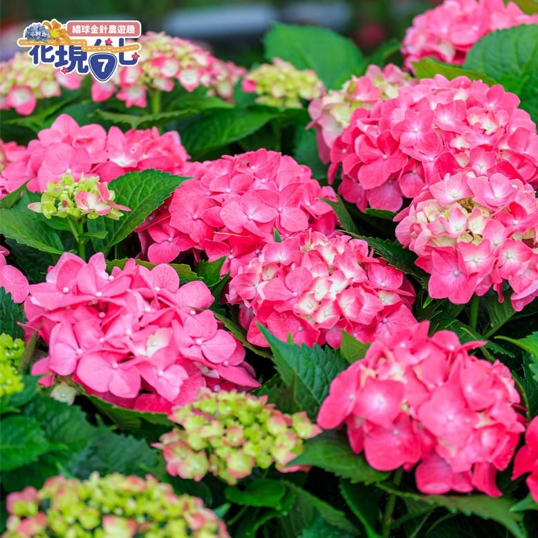 2024花現台七-繡球金針農遊趣（大溪金針花，復興繡球花拍起來）