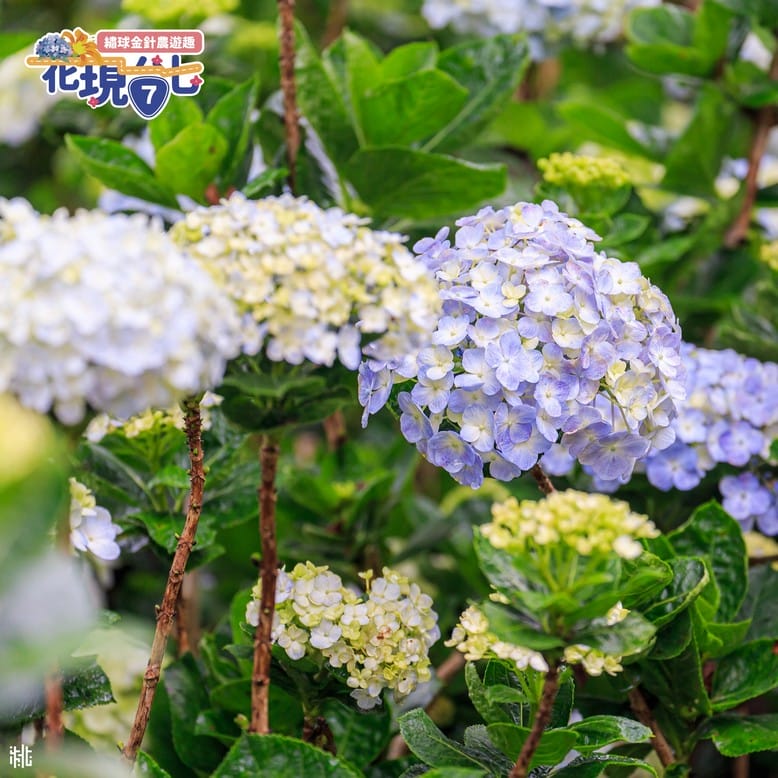 2024花現台七-繡球金針農遊趣（大溪金針花，復興繡球花拍起來）