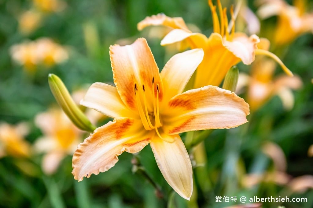 2024桃園花現台七-繡球花金針花一日遊（九大必訪美食景點！）