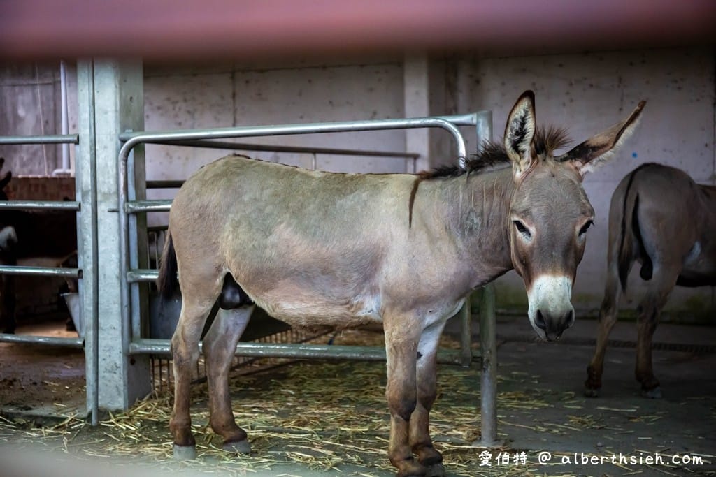 嘉義民雄三隻小豬觀光農場(門票優惠,50元看小動物,戲水,沙坑) - 第13張圖 嘉義民雄三隻小豬觀光農場(門票優惠,50元看小動物,戲水,沙坑)