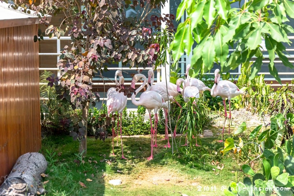 嘉義民雄三隻小豬觀光農場(門票優惠,50元看小動物,戲水,沙坑) - 第7張圖 嘉義民雄三隻小豬觀光農場(門票優惠,50元看小動物,戲水,沙坑)