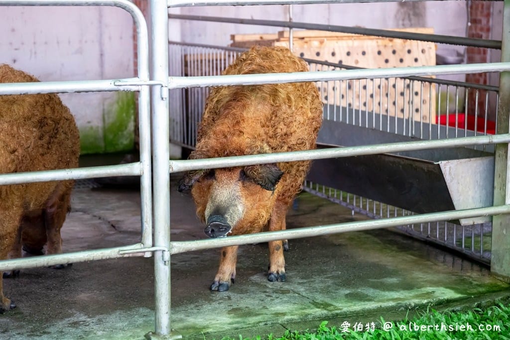 嘉義民雄三隻小豬觀光農場(門票優惠,50元看小動物,戲水,沙坑) - 第8張圖 嘉義民雄三隻小豬觀光農場(門票優惠,50元看小動物,戲水,沙坑)