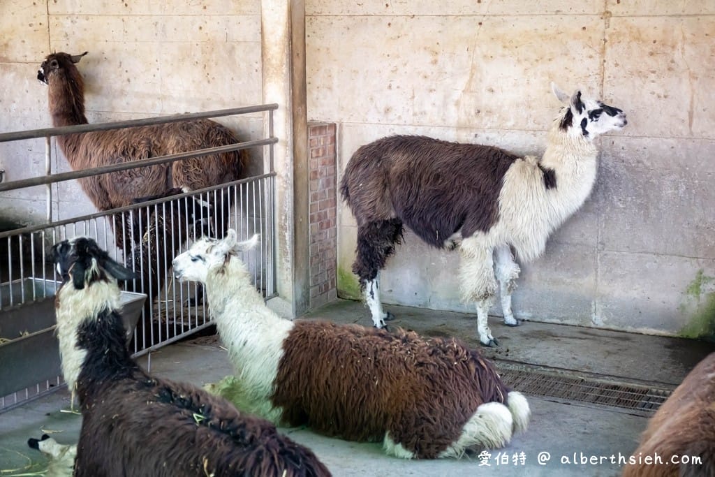 嘉義民雄三隻小豬觀光農場(門票優惠,50元看小動物,戲水,沙坑) - 第11張圖 嘉義民雄三隻小豬觀光農場(門票優惠,50元看小動物,戲水,沙坑)