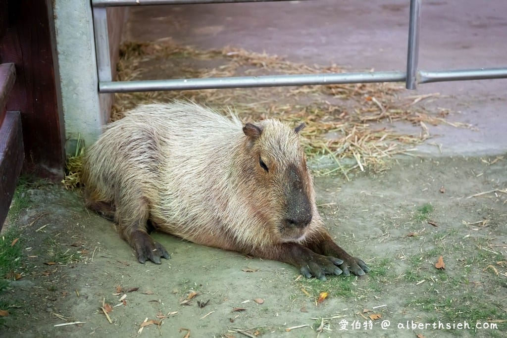 嘉義民雄三隻小豬觀光農場(門票優惠,50元看小動物,戲水,沙坑) - 第12張圖 嘉義民雄三隻小豬觀光農場(門票優惠,50元看小動物,戲水,沙坑)