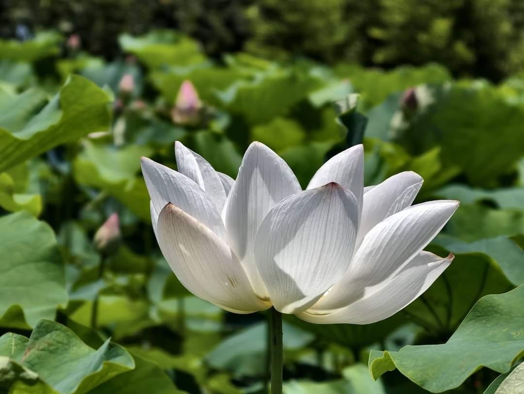 觀音桃園蓮花季2024（一日遊蓮荷園乘坐大王蓮/向陽農場賞向日葵）