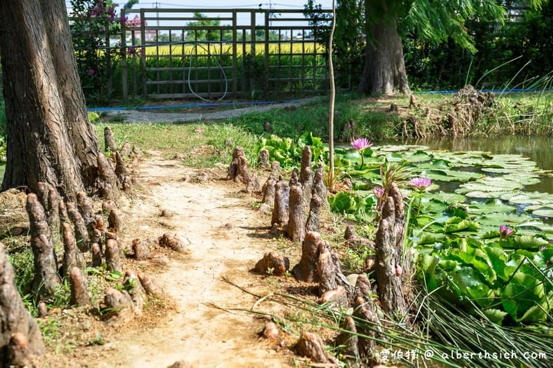 桃園觀音蓮荷園休閒農場（不要錯過乘坐大王蓮破百公斤不是問題）