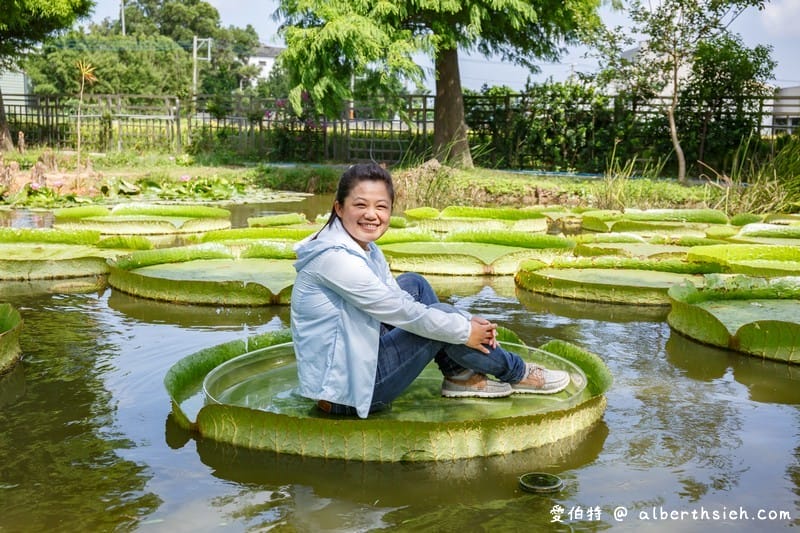 桃園觀音蓮荷園休閒農場（不要錯過乘坐大王蓮破百公斤不是問題）