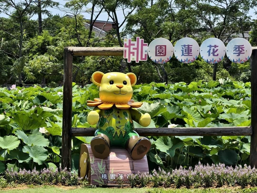 觀音桃園蓮花季2024（一日遊蓮荷園乘坐大王蓮/向陽農場賞向日葵）