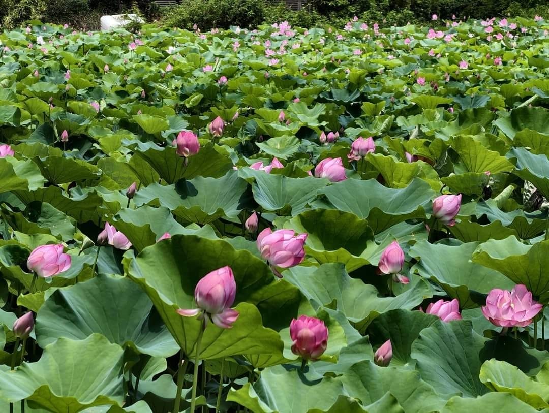 觀音桃園蓮花季2024（一日遊蓮荷園乘坐大王蓮/向陽農場賞向日葵）