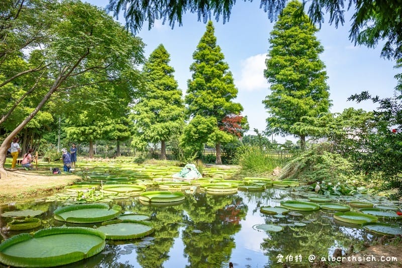 桃園觀音蓮荷園休閒農場（不要錯過乘坐大王蓮破百公斤不是問題）