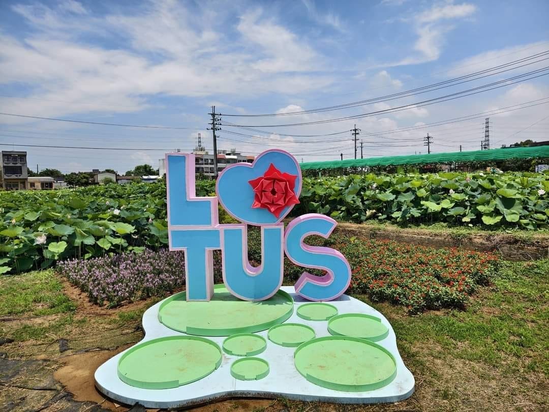 觀音桃園蓮花季2024（一日遊蓮荷園乘坐大王蓮/向陽農場賞向日葵）