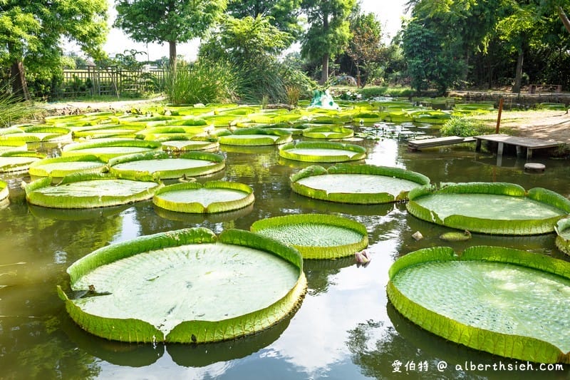 桃園觀音蓮荷園休閒農場（不要錯過乘坐大王蓮破百公斤不是問題）