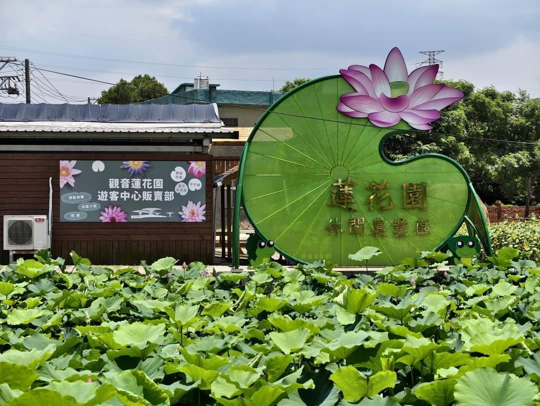 觀音桃園蓮花季2024（一日遊蓮荷園乘坐大王蓮/向陽農場賞向日葵）