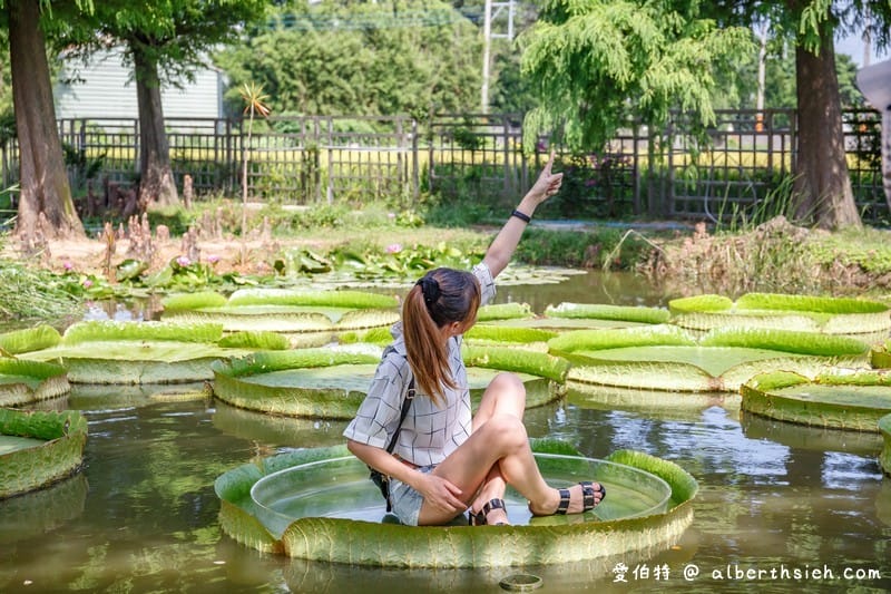 桃園觀音蓮荷園休閒農場（不要錯過乘坐大王蓮破百公斤不是問題）