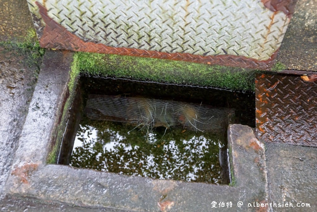 桃園八德霄裡石母娘娘浣衣池（小孩免費玩水戲水池，也是阿嬤洗衣地）