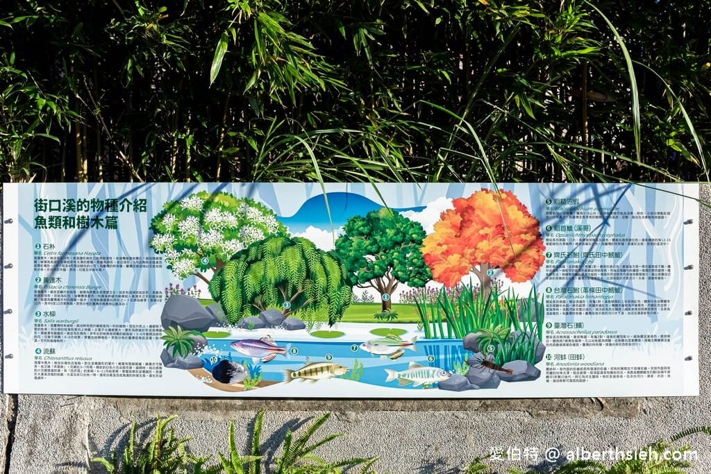 桃園大溪街口溪生態步道｜水岸綠廊休閒運動散步生態教育的好場所