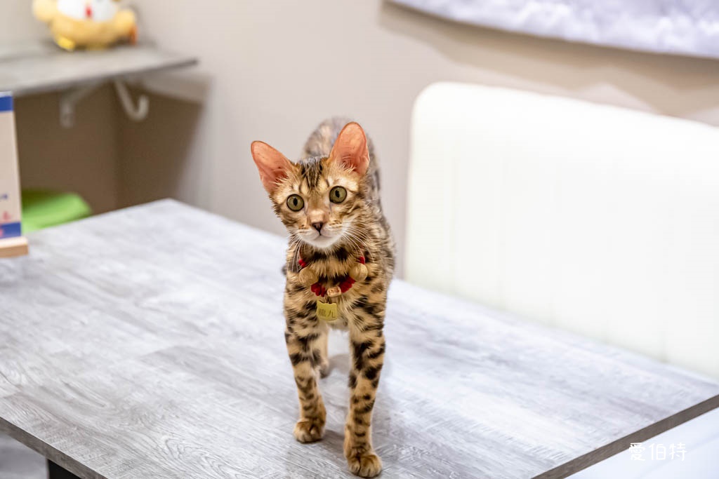 馮羽樓雞肉飯賣所x烏雞飯｜桃園藝文特區美食推薦，豉油雞腿飯必吃 @愛伯特