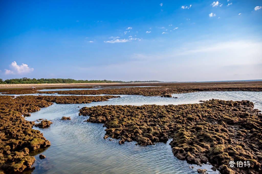 桃園觀新藻礁生態系野生動物保護區｜全台最大植物藻礁地形，絕美夕陽照 @愛伯特