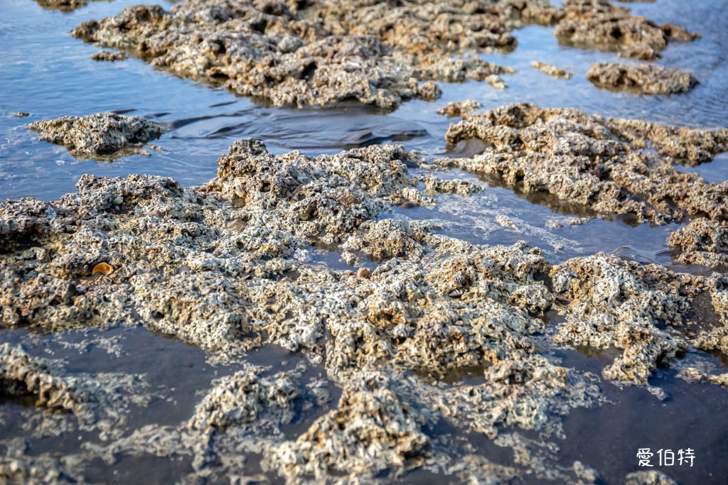 桃園觀新藻礁生態系野生動物保護區｜全台最大植物藻礁地形，絕美夕陽照 @愛伯特