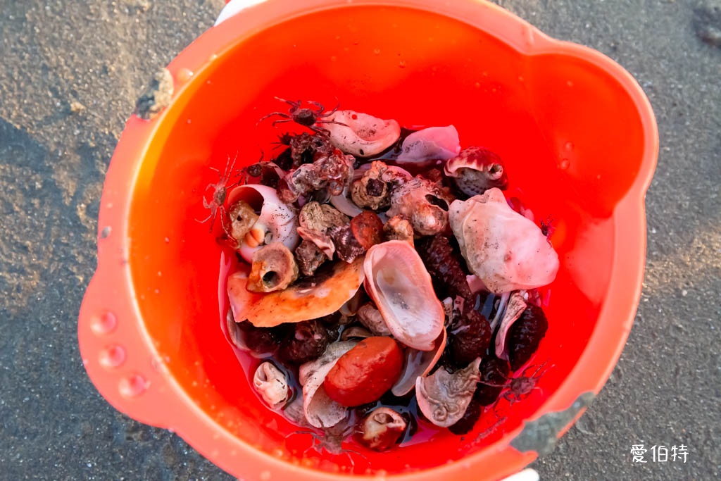 桃園觀新藻礁生態系野生動物保護區｜全台最大植物藻礁地形，絕美夕陽照 @愛伯特