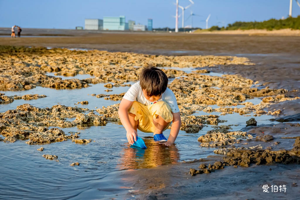 桃園觀新藻礁生態系野生動物保護區｜全台最大植物藻礁地形，絕美夕陽照 @愛伯特
