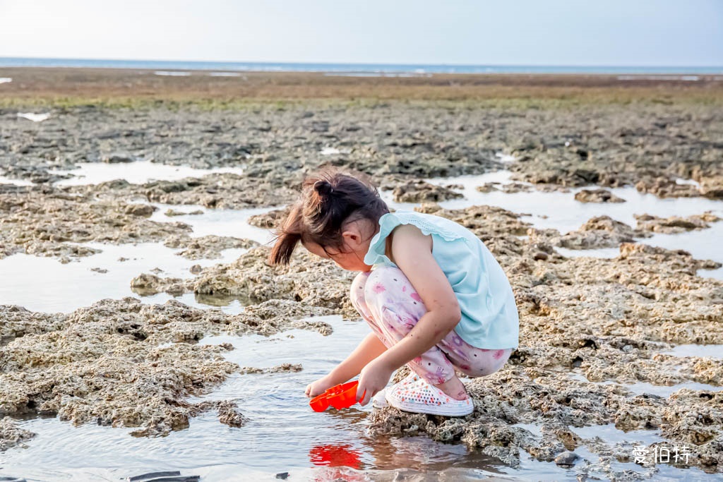 桃園觀新藻礁生態系野生動物保護區｜全台最大植物藻礁地形，絕美夕陽照 @愛伯特