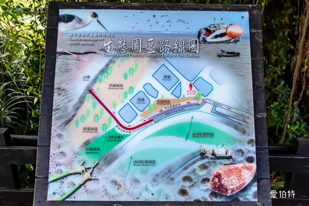 桃園觀新藻礁生態系野生動物保護區｜全台最大植物藻礁地形，絕美夕陽照 @愛伯特