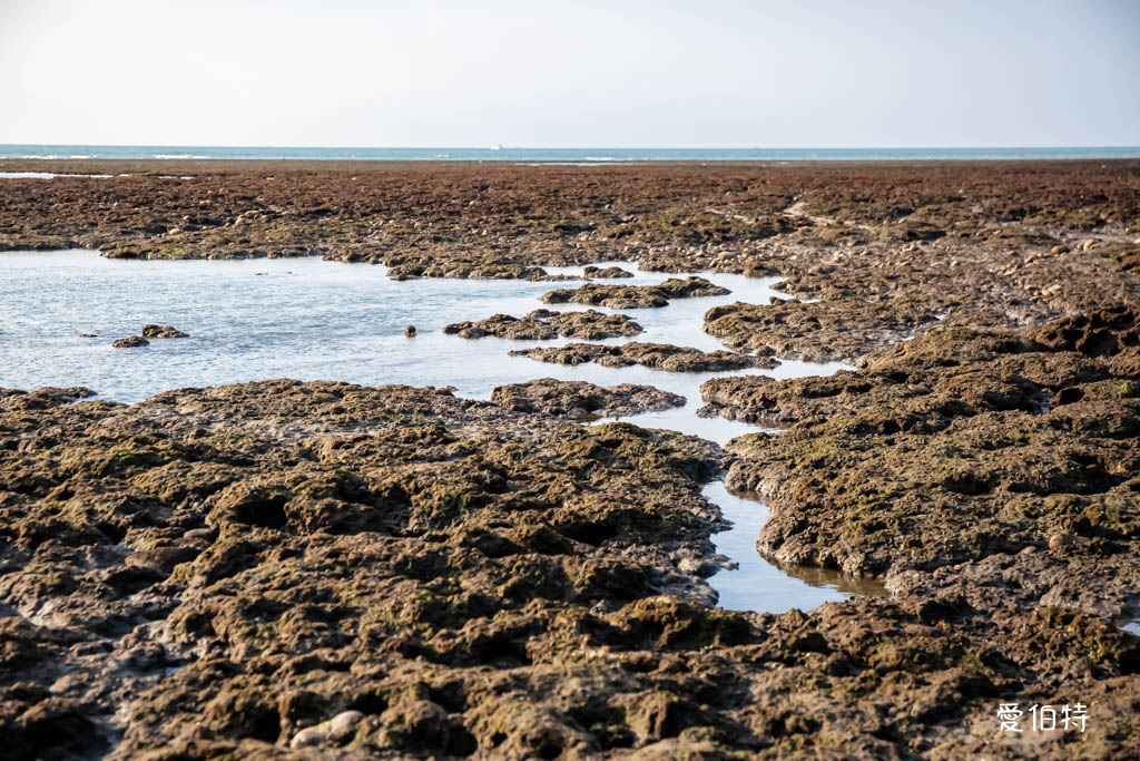 桃園觀新藻礁生態系野生動物保護區｜全台最大植物藻礁地形，絕美夕陽照 @愛伯特