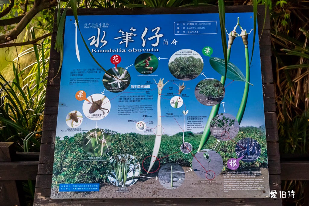 桃園觀新藻礁生態系野生動物保護區｜全台最大植物藻礁地形，絕美夕陽照 @愛伯特