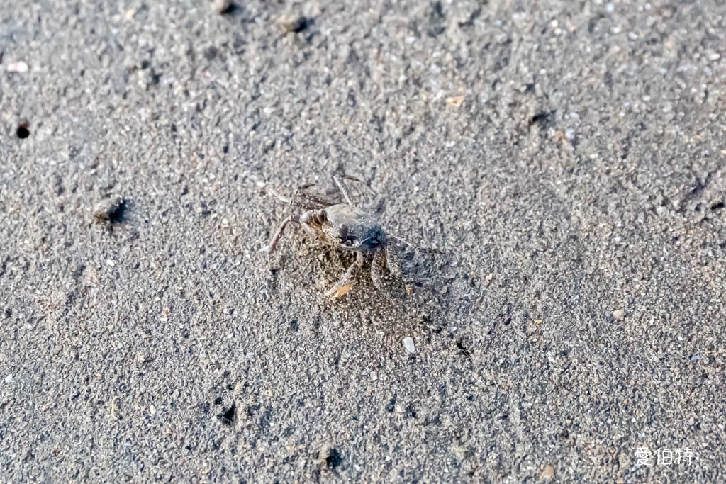 桃園觀新藻礁生態系野生動物保護區｜全台最大植物藻礁地形，絕美夕陽照 @愛伯特