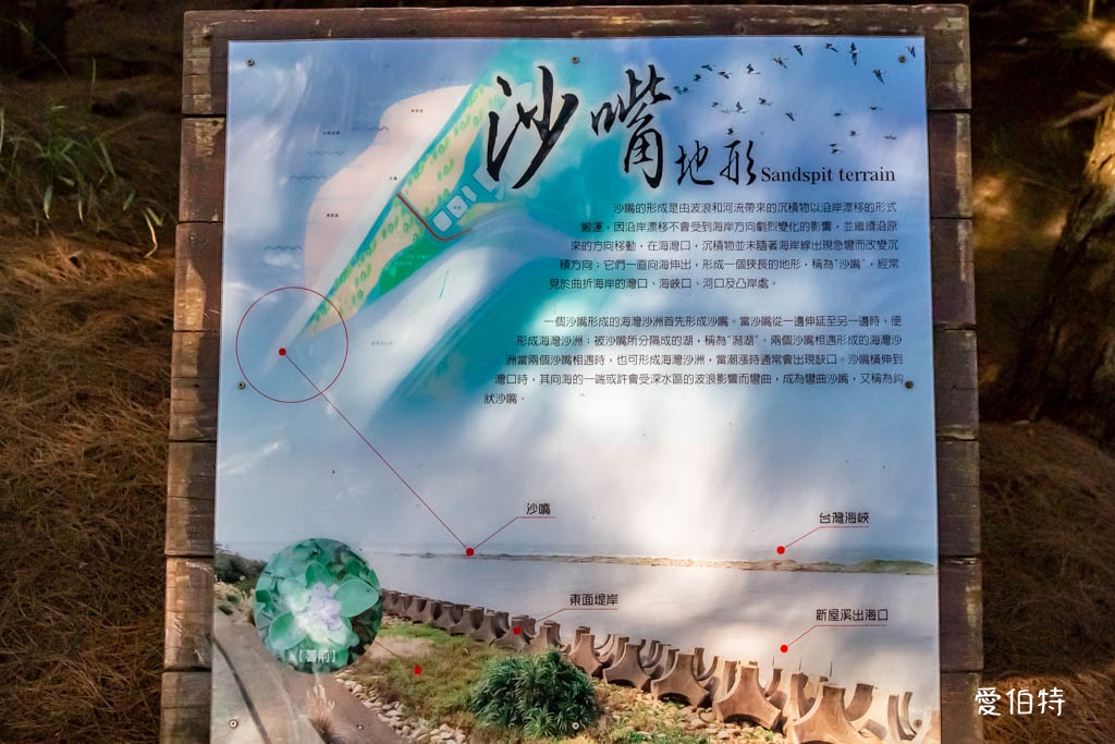 桃園觀新藻礁生態系野生動物保護區｜全台最大植物藻礁地形，絕美夕陽照 @愛伯特