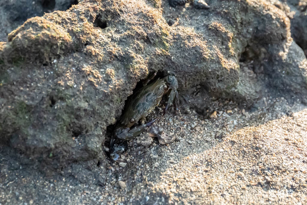 桃園觀新藻礁生態系野生動物保護區｜全台最大植物藻礁地形，絕美夕陽照 @愛伯特