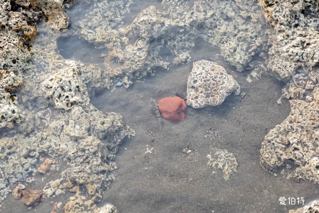 桃園觀新藻礁生態系野生動物保護區｜全台最大植物藻礁地形，絕美夕陽照 @愛伯特