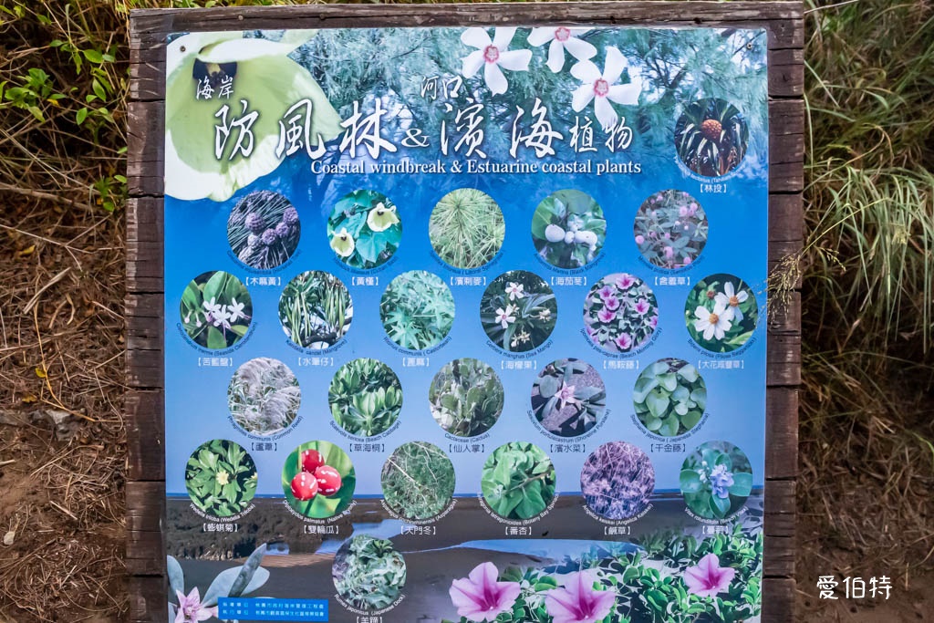 桃園觀新藻礁生態系野生動物保護區｜全台最大植物藻礁地形，絕美夕陽照 @愛伯特