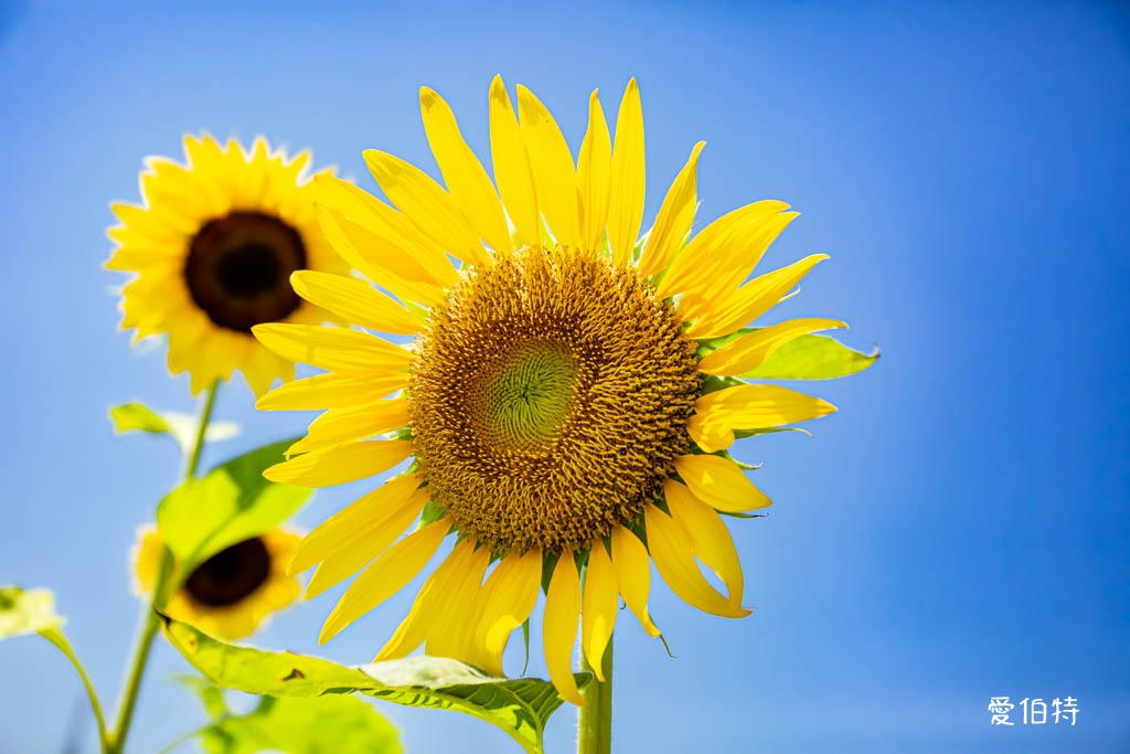 桃園親子景點推薦｜向陽農場，門票全額折抵，向日葵花海烤肉餵動物 @愛伯特