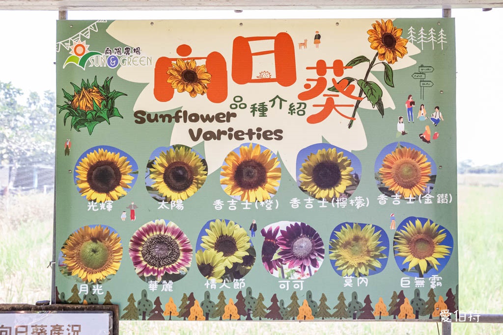 桃園親子景點推薦｜向陽農場，門票全額折抵，向日葵花海烤肉餵動物 @愛伯特