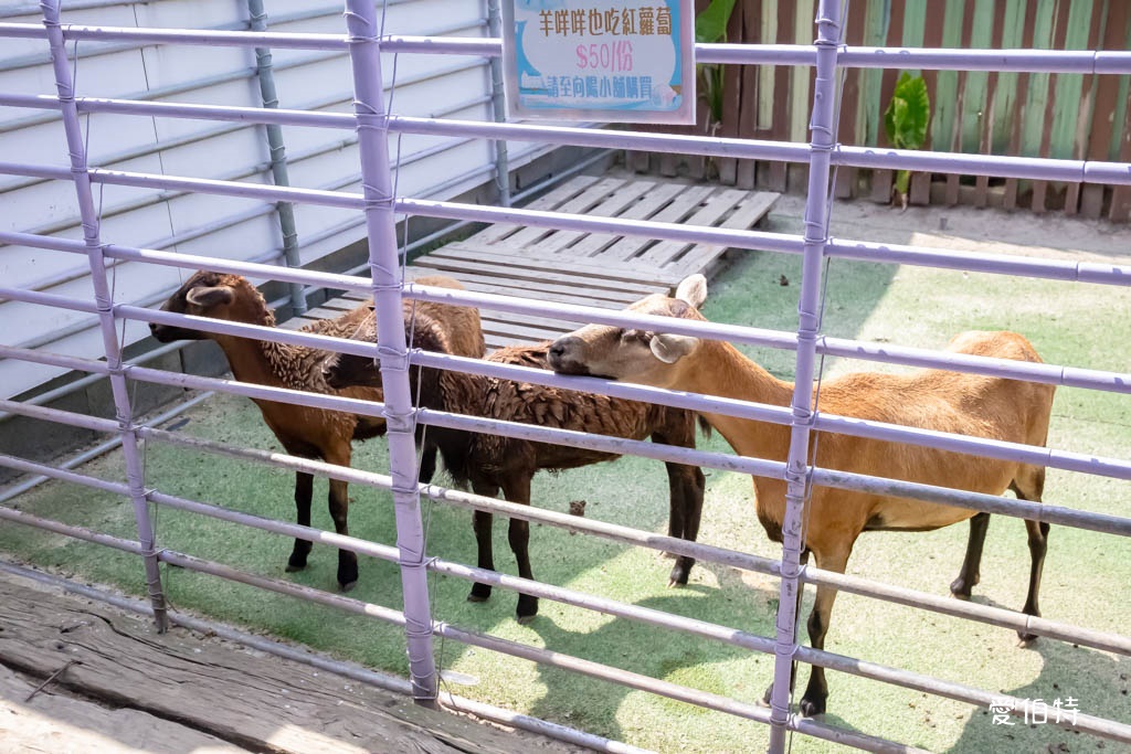 桃園親子景點推薦｜向陽農場，門票全額折抵，向日葵花海烤肉餵動物 @愛伯特