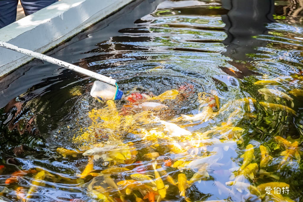桃園親子景點推薦｜向陽農場，門票全額折抵，向日葵花海烤肉餵動物 @愛伯特