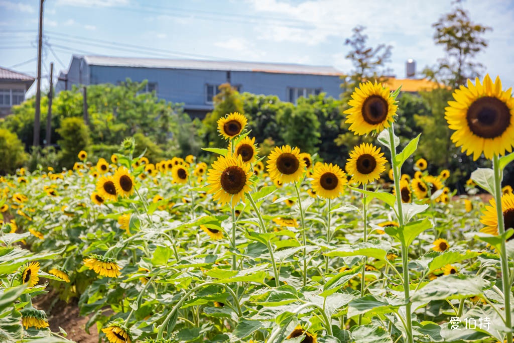 桃園親子景點推薦｜向陽農場，門票全額折抵，向日葵花海烤肉餵動物 @愛伯特