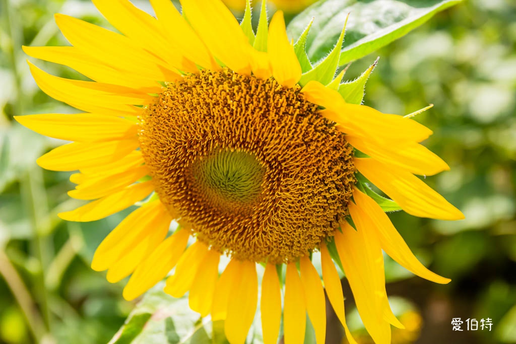 桃園親子景點推薦｜向陽農場，門票全額折抵，向日葵花海烤肉餵動物 @愛伯特
