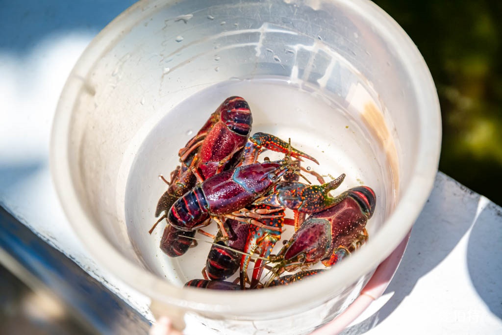 桃園親子景點推薦｜向陽農場，門票全額折抵，向日葵花海烤肉餵動物 @愛伯特
