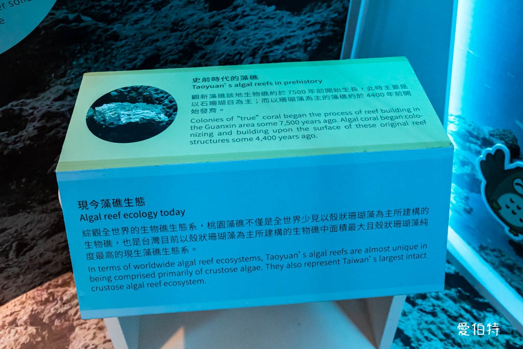 桃園觀新藻礁生態環境教室｜專屬洗腳池，洗手間，全台唯一藻礁教室 @愛伯特
