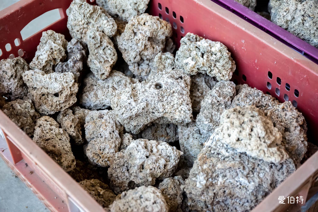 桃園觀新藻礁生態環境教室｜專屬洗腳池，洗手間，全台唯一藻礁教室 @愛伯特