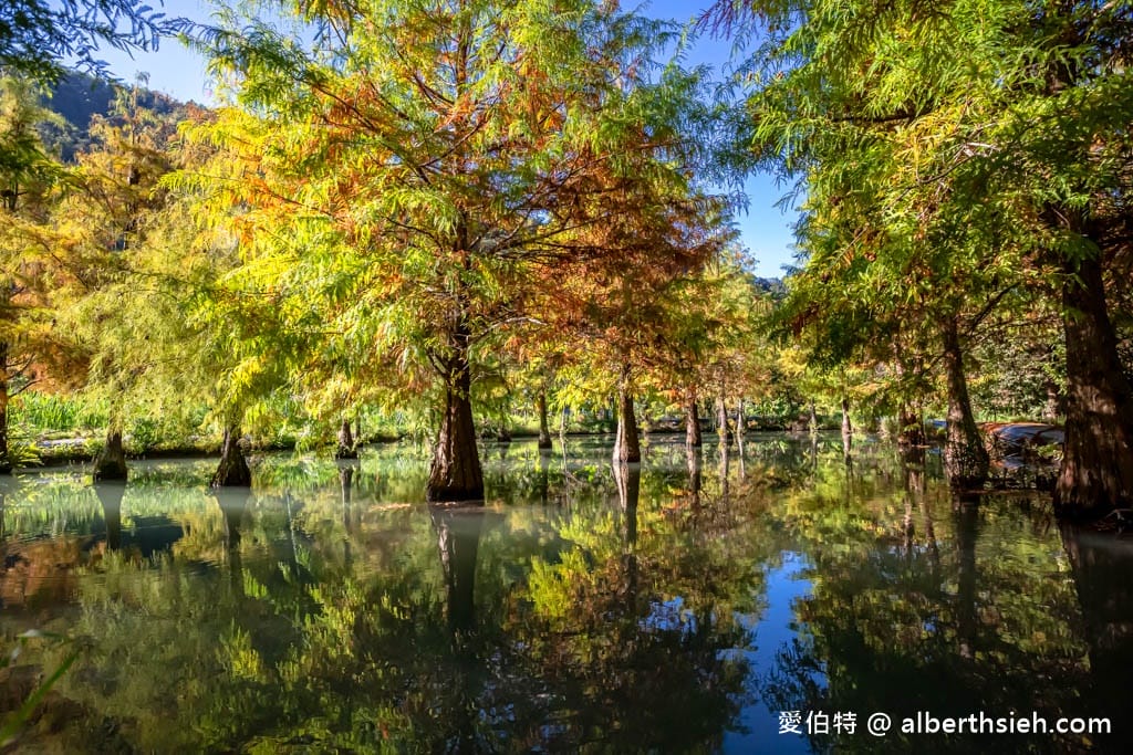 南投台一生態休閒農場(楓樺台一渡假村)（秘境落羽松，採草莓，湯池住宿）