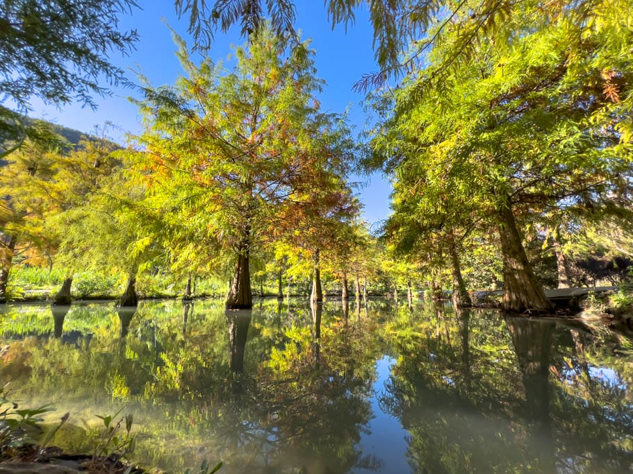 南投台一生態休閒農場(楓樺台一渡假村)（秘境落羽松，採草莓，湯池住宿）