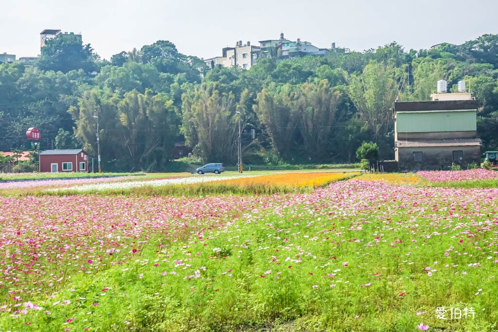 大溪花彩節2024大溪水岸花卉農遊（時間/交通接駁停車）