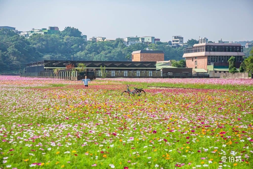 大溪花彩節2024大溪水岸花卉農遊（時間/交通接駁停車）