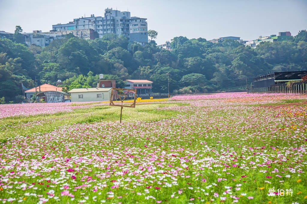 大溪花彩節2024大溪水岸花卉農遊（時間/交通接駁停車）