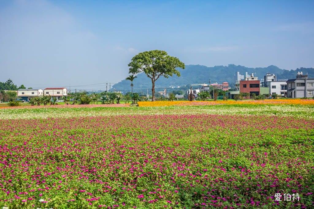 大溪花彩節2024大溪水岸花卉農遊（時間/交通接駁停車）